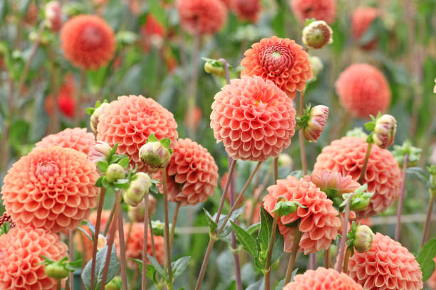 Dahlia 'Cornel Brons' in flower.