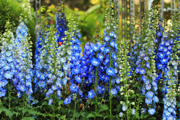 blue delphinium flower as nice natural background