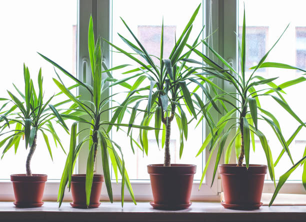 Four dracanea indoor plants in flowerpots on window sill