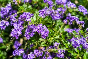 Duranta erecta also known as golden dewdrop