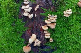 Tree fungi parasites growing on a tree surrounded by moss