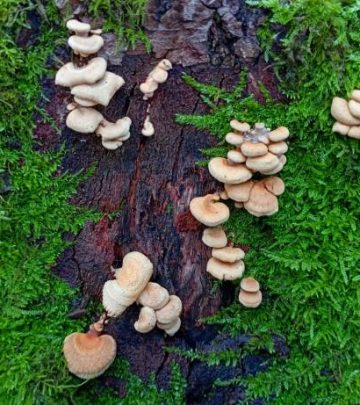 Tree fungi parasites growing on a tree surrounded by moss