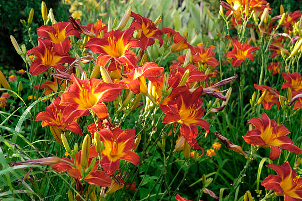 Daylilies Captured in Brilliant Summer Evening Light