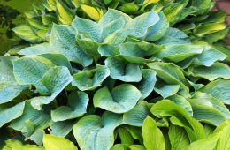 Lush green foliage of decorative plant Hosta (Funkia) with water drops on leaves after rain.