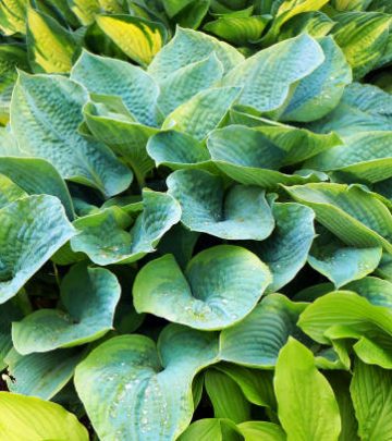 Lush green foliage of decorative plant Hosta (Funkia) with water drops on leaves after rain.