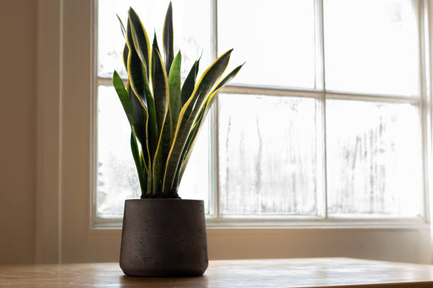 Snake houseplant on a windowsill 