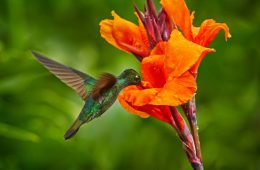 Hummingbird flying next to beautiful orange flower and about to pull nectar from the flower.