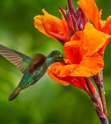 Hummingbird flying next to beautiful orange flower and about to pull nectar from the flower.