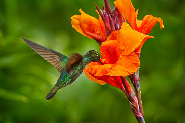 Hummingbird flying next to beautiful orange flower and about to pull nectar from the flower.