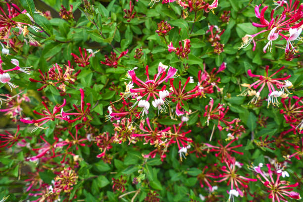 Honeysuckle flower blooming in garden, summer time.