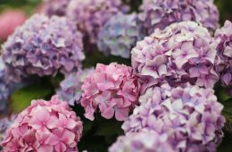 How to change the colour of your hydrangeas