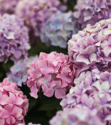 How to change the colour of your hydrangeas