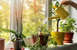 hand with water can watering indoor plants on windowsill