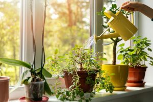 hand with water can watering indoor plants on windowsill