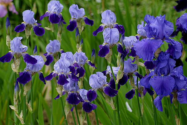 "iris blooms in garden