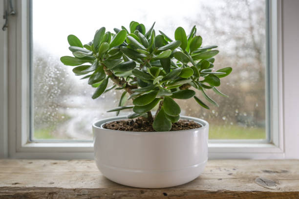 Jade plant tree in a white pot in front of a window on a rainy day, 