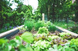 Lasagna Garden