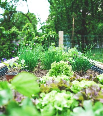 Lasagna Garden