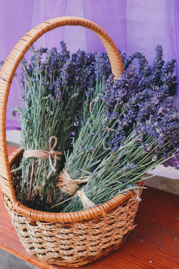 How to prune lavender throughout the year