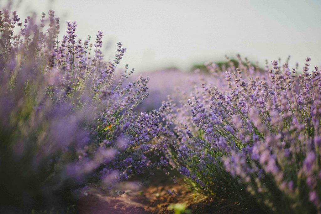 How to prune lavender throughout the year