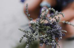 How to prune lavender throughout the year