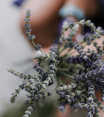 How to prune lavender throughout the year