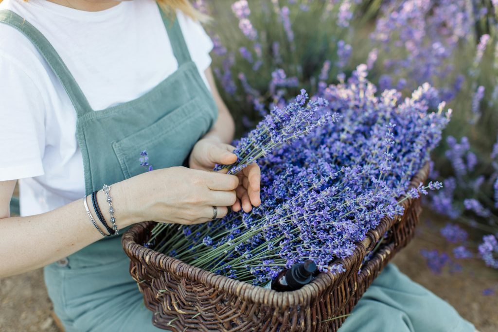 How to prune lavender throughout the year