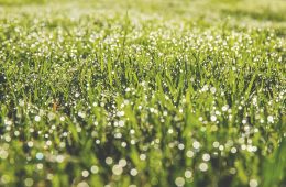 Reasons why your lawn is turning brown