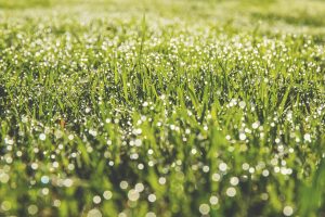 Reasons why your lawn is turning brown