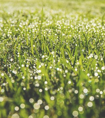 Reasons why your lawn is turning brown