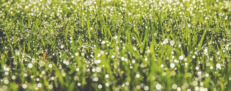 Reasons why your lawn is turning brown