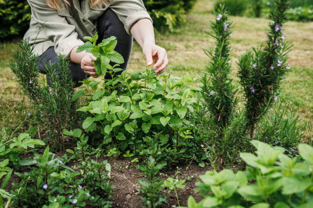 Woman picking mint leaves from organic herb garden. 