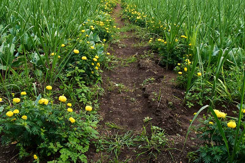 Marigold trap cropping plants for pest control 