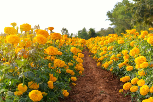 Marigold flower blooms on a garden flowerbed 