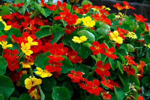 Flowerbed filled with red and yellow nasturtiums 