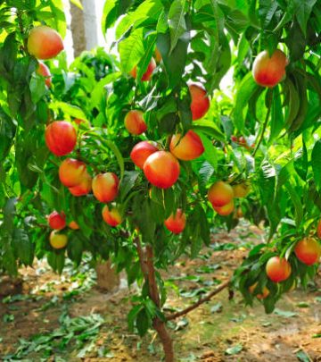 Ripe peaches hanging in a tree