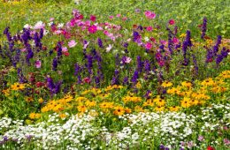 Colorful perennial flower bed