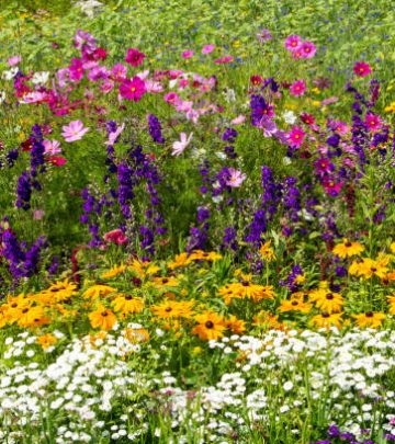 Colorful perennial flower bed