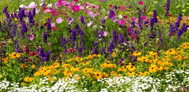 Colorful perennial flower bed