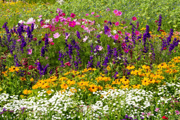 Colorful perennial flower bed