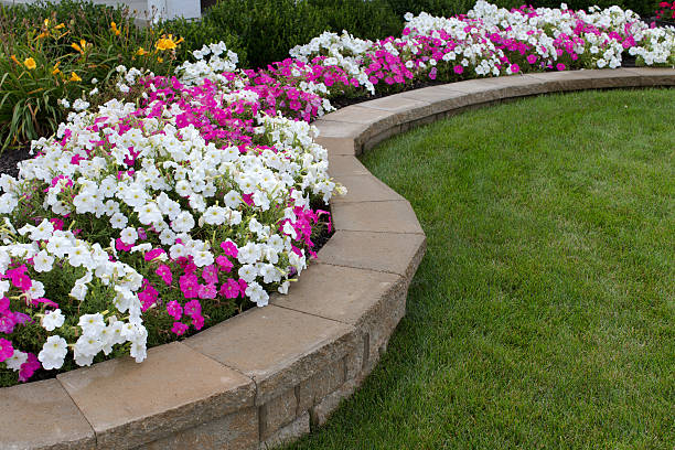 Pink and White petunias on the flower bed 