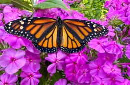 butterfly on a phlox plant