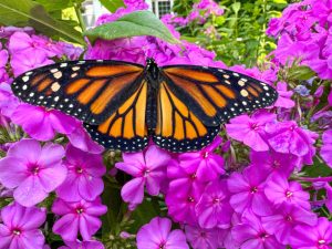 butterfly on a phlox plant