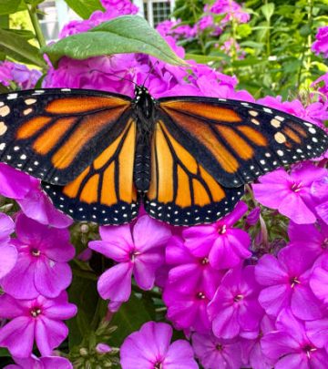 butterfly on a phlox plant