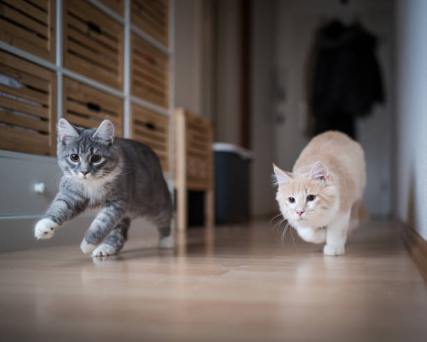 two kittens playing indoors running through corridor 