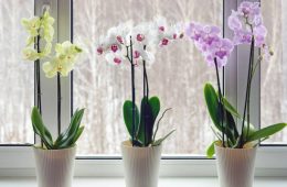 Orchids on windowsill with live potted flowering plants