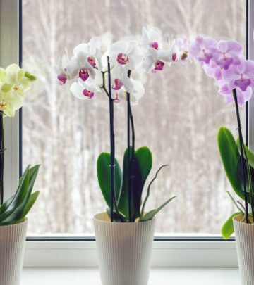 Orchids on windowsill with live potted flowering plants