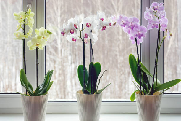 Orchids on windowsill with live potted flowering plants