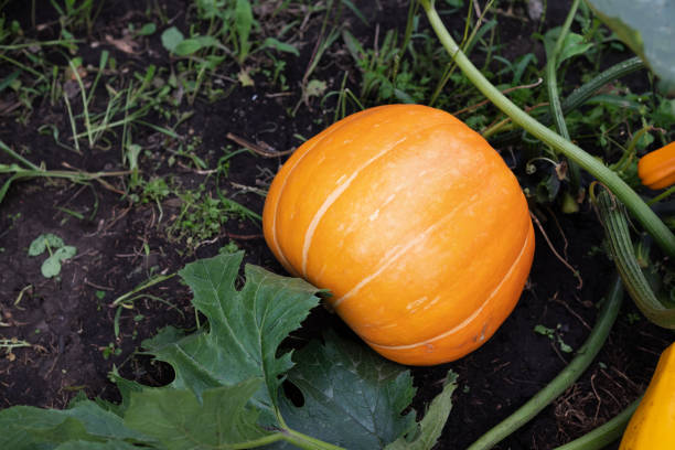 Harvest of fresh organic orange pumpkins on green lawn near flower bed of bright marigolds in kitchen garden on sunny autumn day. Happy Thanksgiving holiday concept. Garden seasonal works