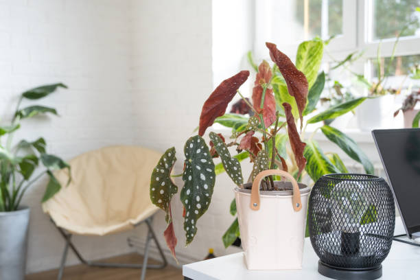 Home potted plant begonia maculata polka dot leaves decorative deciduous in interior on table of house. 